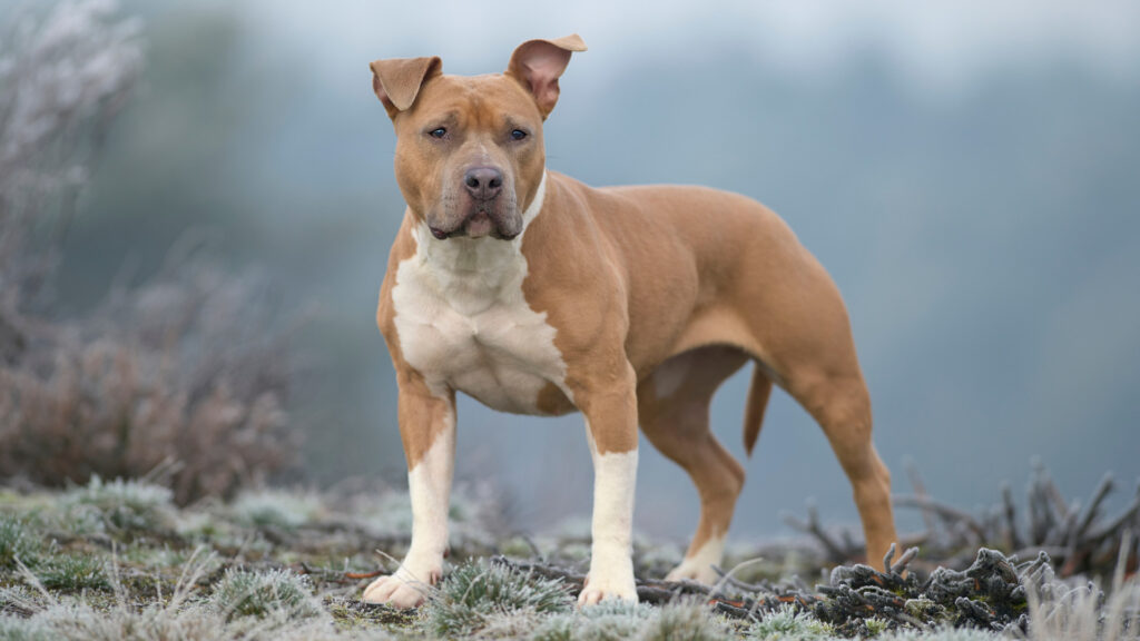 American Staffordshire Terriers como Cães de Terapia: Histórias e Benefícios